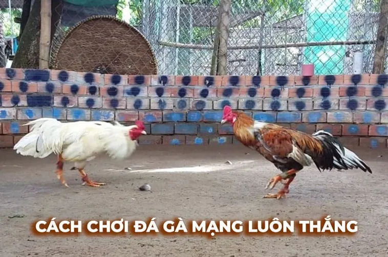 Hướng Dẫn Chơi Đá Gà Sabong Tại ABC8 Thắng Lớn Dễ Dàng Nhất 2 Hướng Dẫn Chơi Đá Gà Sabong Tại ABC8 Thắng Lớn Dễ Dàng Nhất
